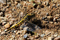 Black-tailed Skimmer