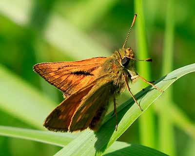 Large Skipper
