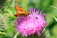 Large Skipper