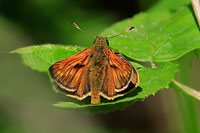 Large Skipper