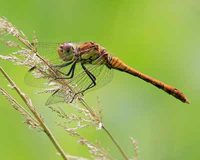 Common Darter