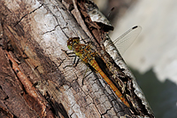 Common Darter