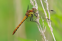 Common Darter