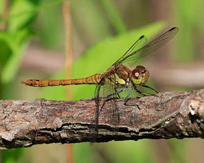 Common Darter