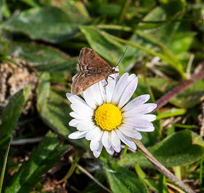 Straw-barred Pearl