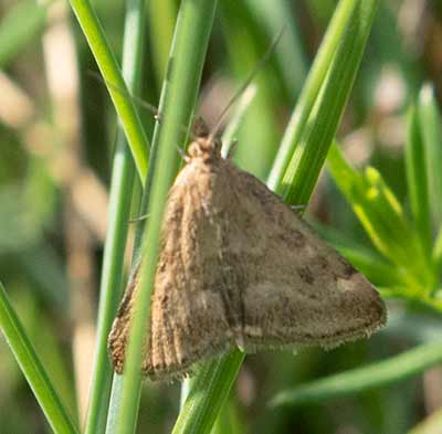 Straw-barred Pearl