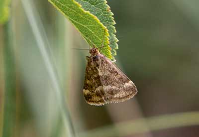 Straw-barred Pearl