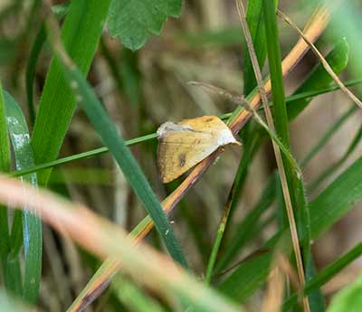 Straw Dot