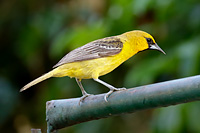 Streak-backed Oriole