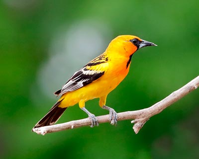 Streak-backed Oriole