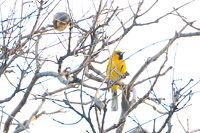 Streak-backed Oriole