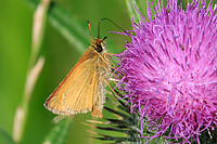 Essex Skipper