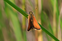 Essex Skipper