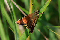Essex Skipper