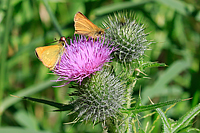 Essex Skipper