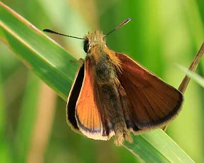 Essex Skipper