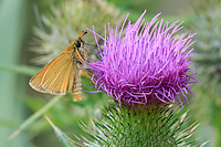 Essex Skipper