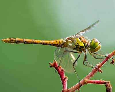 Common Darter
