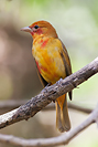 Summer Tanager