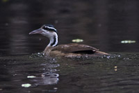 Sungrebe