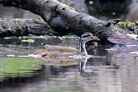 Sungrebe