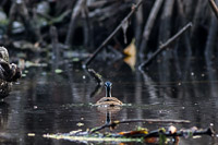 Sungrebe