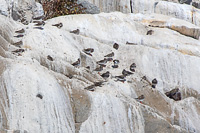 Surfbird