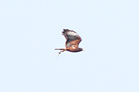 Swainson's Hawk