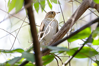 Swainson's Thrush