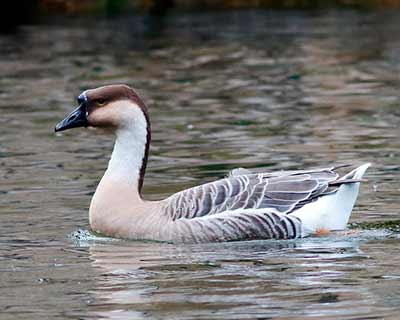 Swan Goose (Domestic type)