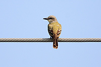Tropical Kingbird
