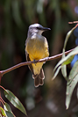 Tropical Kingbird