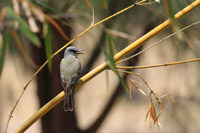 Tropical Kingbird