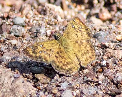 Tanned Hoary-Skipper