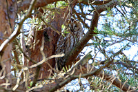 Tawny Owl