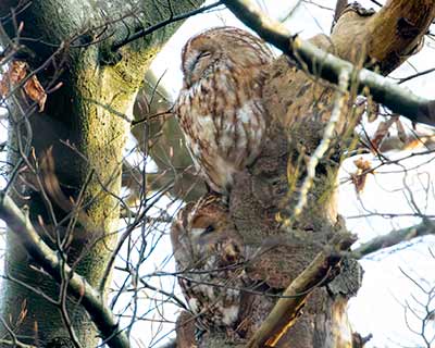 Tawny Owl