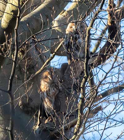 Tawny Owl