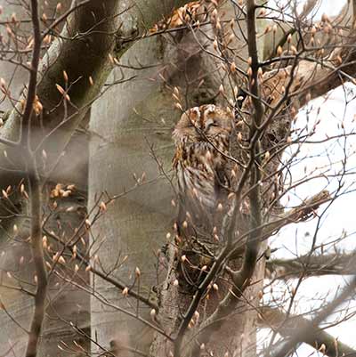 Tawny Owl