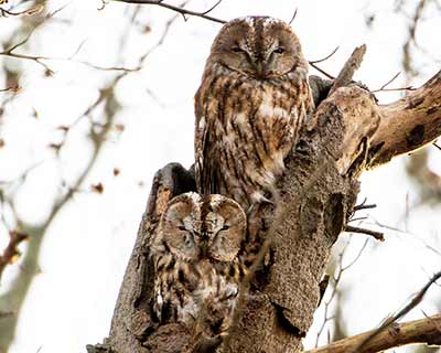 Tawny Owl