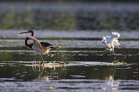 Tricolored Heron