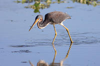 Tricolored Heron