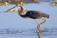 Tricolored Heron