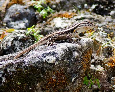 Teapen Rosebelly Lizard