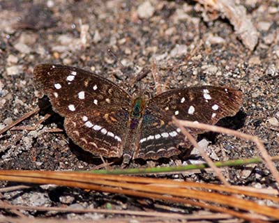 Texas Crescent