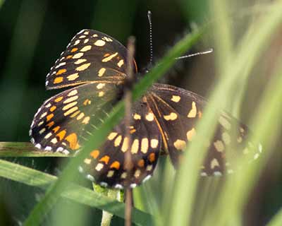 Theona Checkerspot