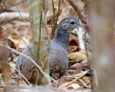 Thicket Tinamou