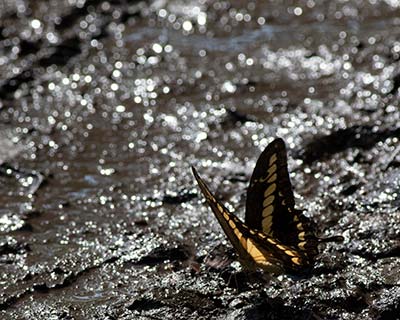 Thoas Swallowtail
