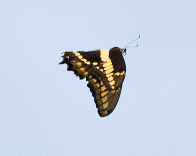Thoas Swallowtail