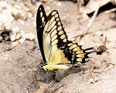 Thoas Swallowtail