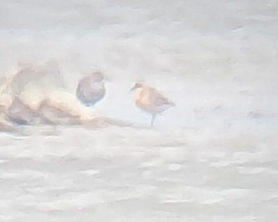 Tibetan Sand-Plover
